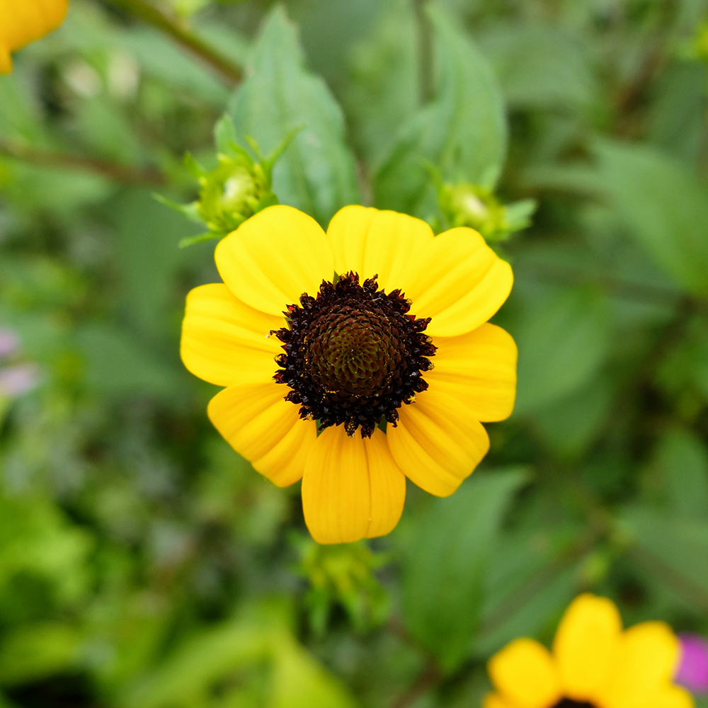 Midwest Garden in August - Black Eyed Susan