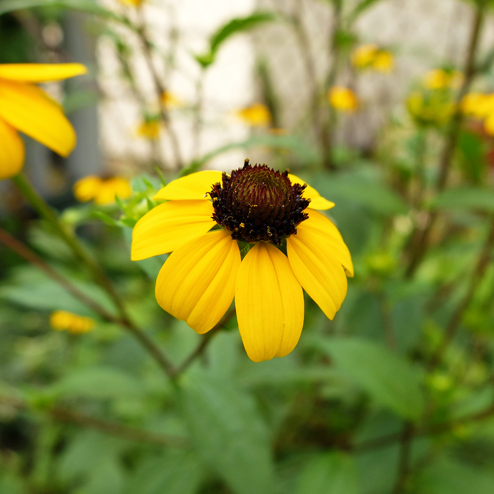 Midwest Garden in August - Black Eyed Susan