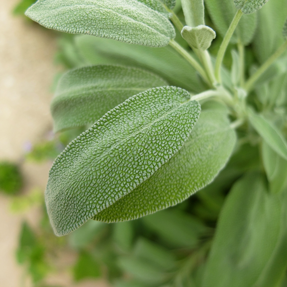 Sage - Midwest Garden in August - Sage