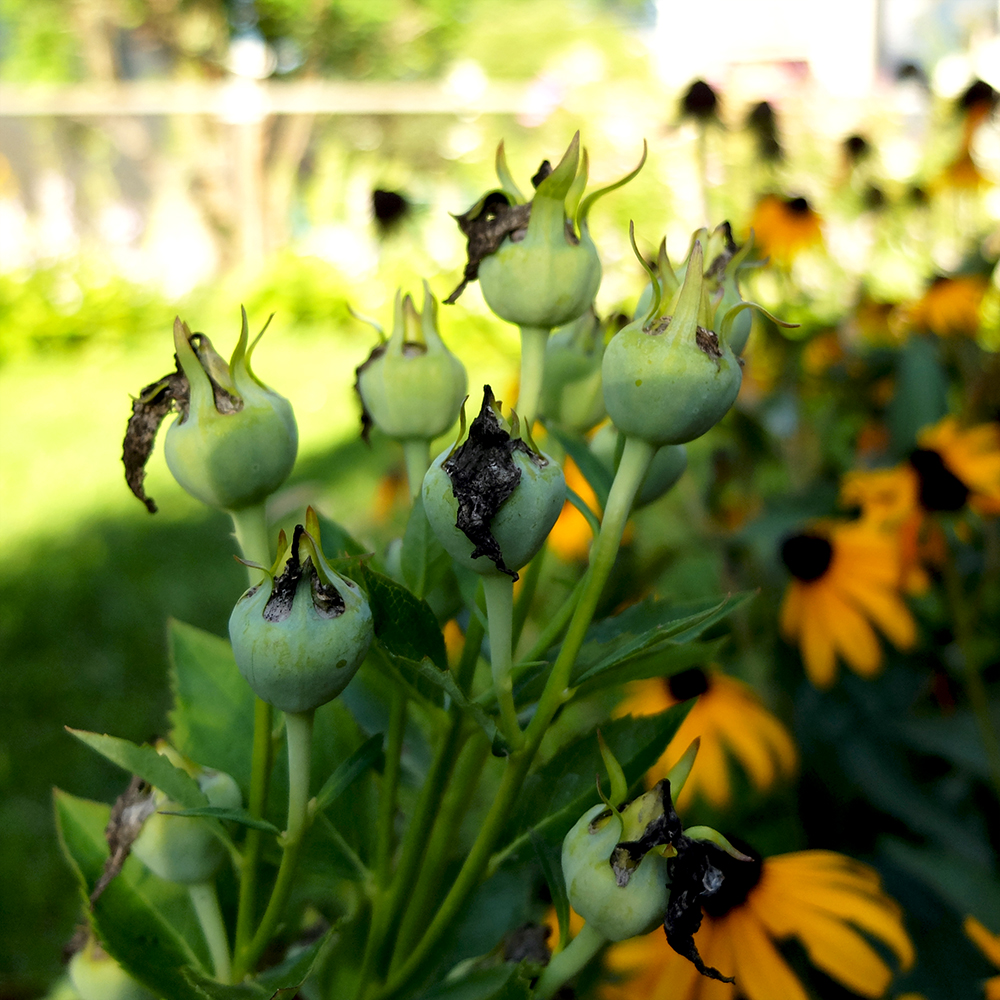 Balloon Flower Seeds - Midwest Garden in August - Balloon Flower Seeds