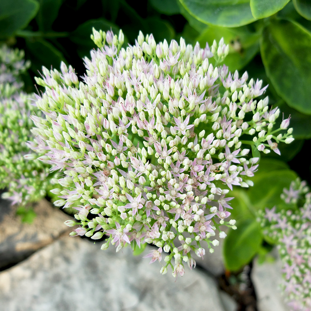 Sedum Autumn Joy - Midwest Garden in August - Sedum