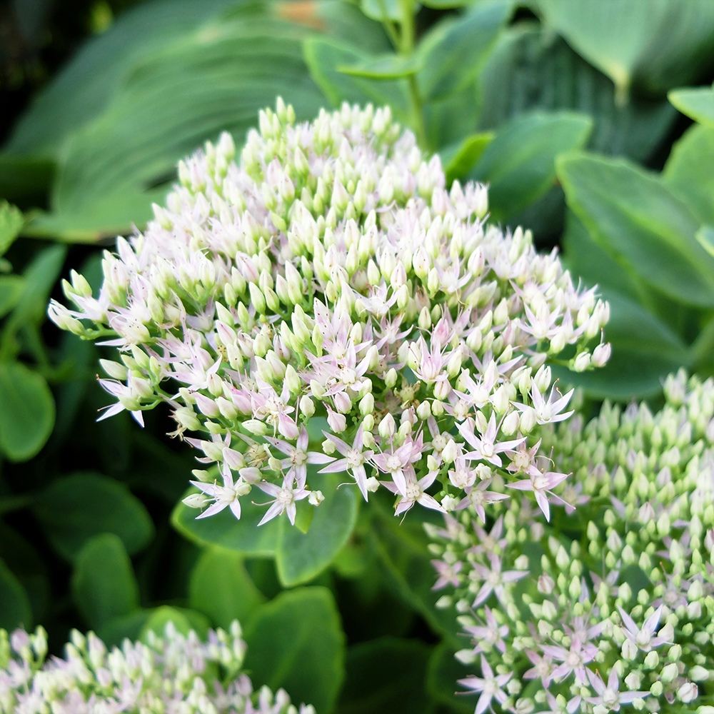 Sedum Autumn Joy - Midwest Garden in August - Sedum