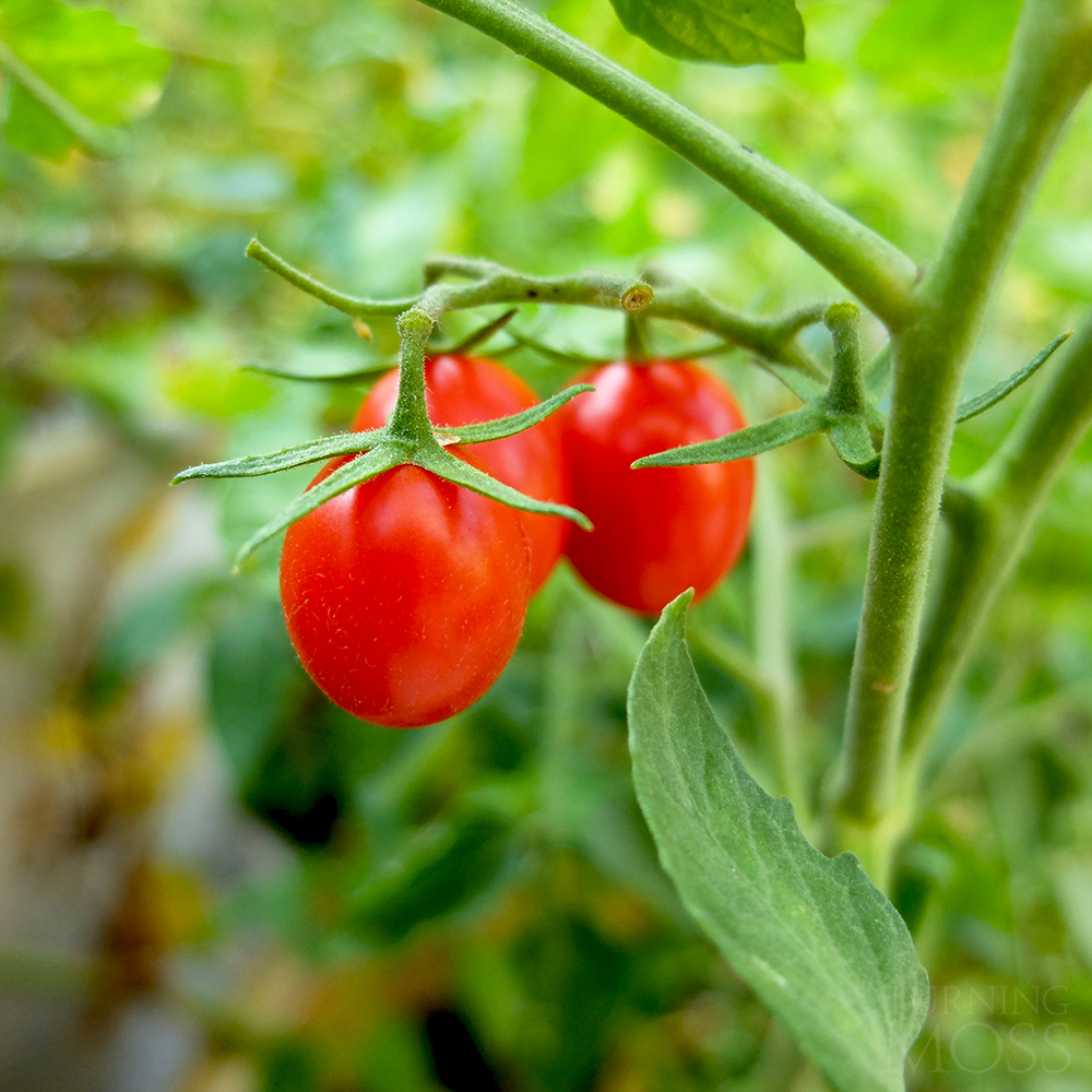 Grape Tomatoes - potted garden - backyard garden - end of season