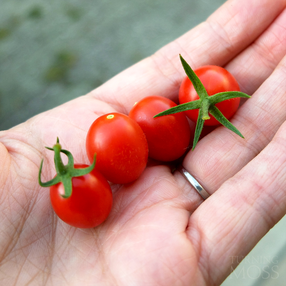 Grape tomatoes - potted garden - backyard garden - end of season