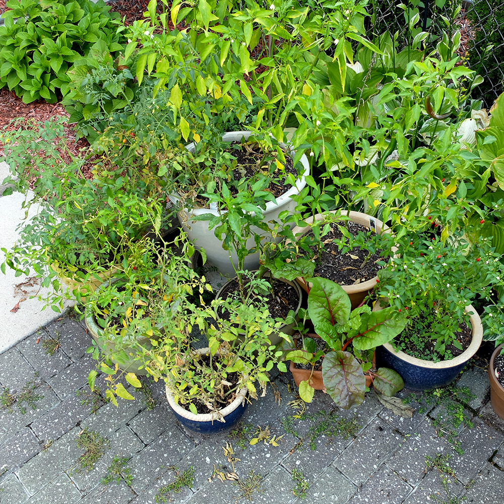 potted garden - backyard garden - end of season