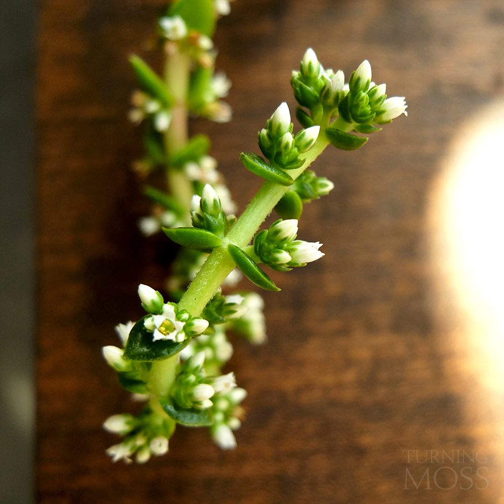 Campfire Succulent - Crassula capitella - Flowering Succulent