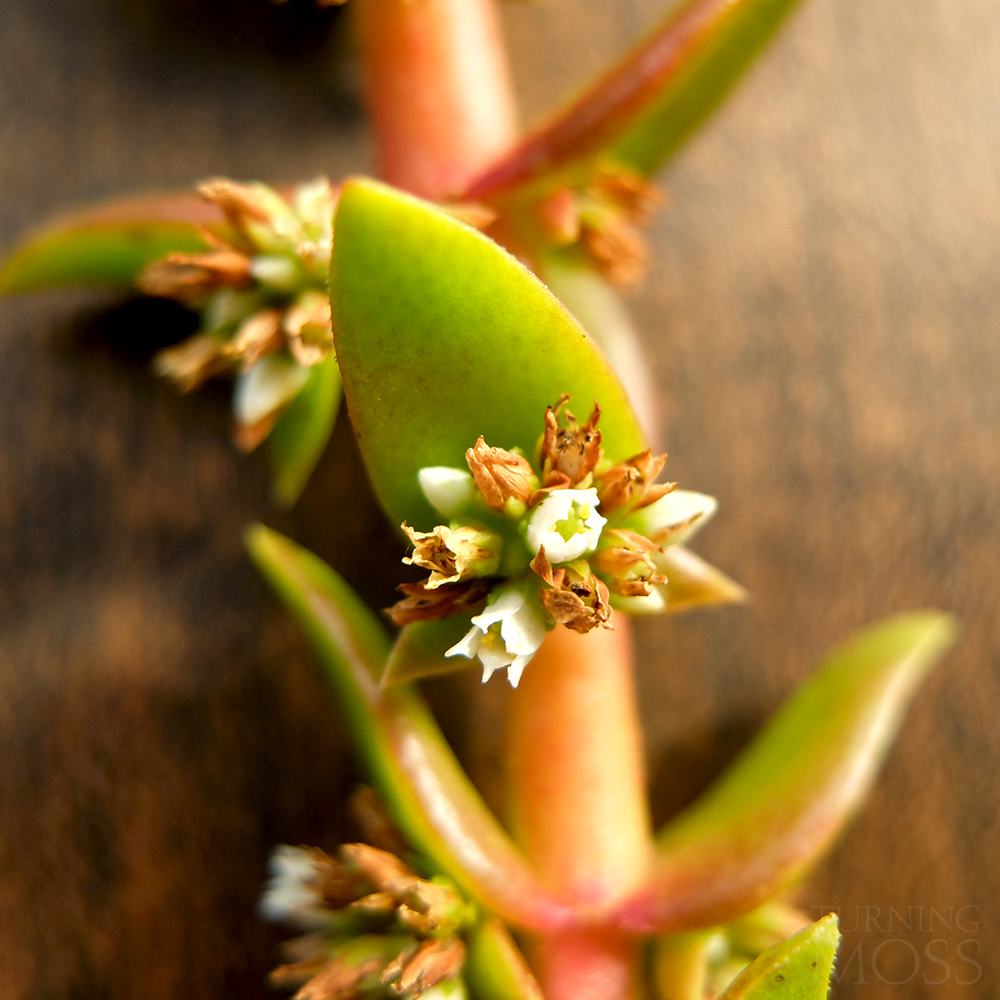 Campfire Succulent - Crassula capitella - Flowering Succulent