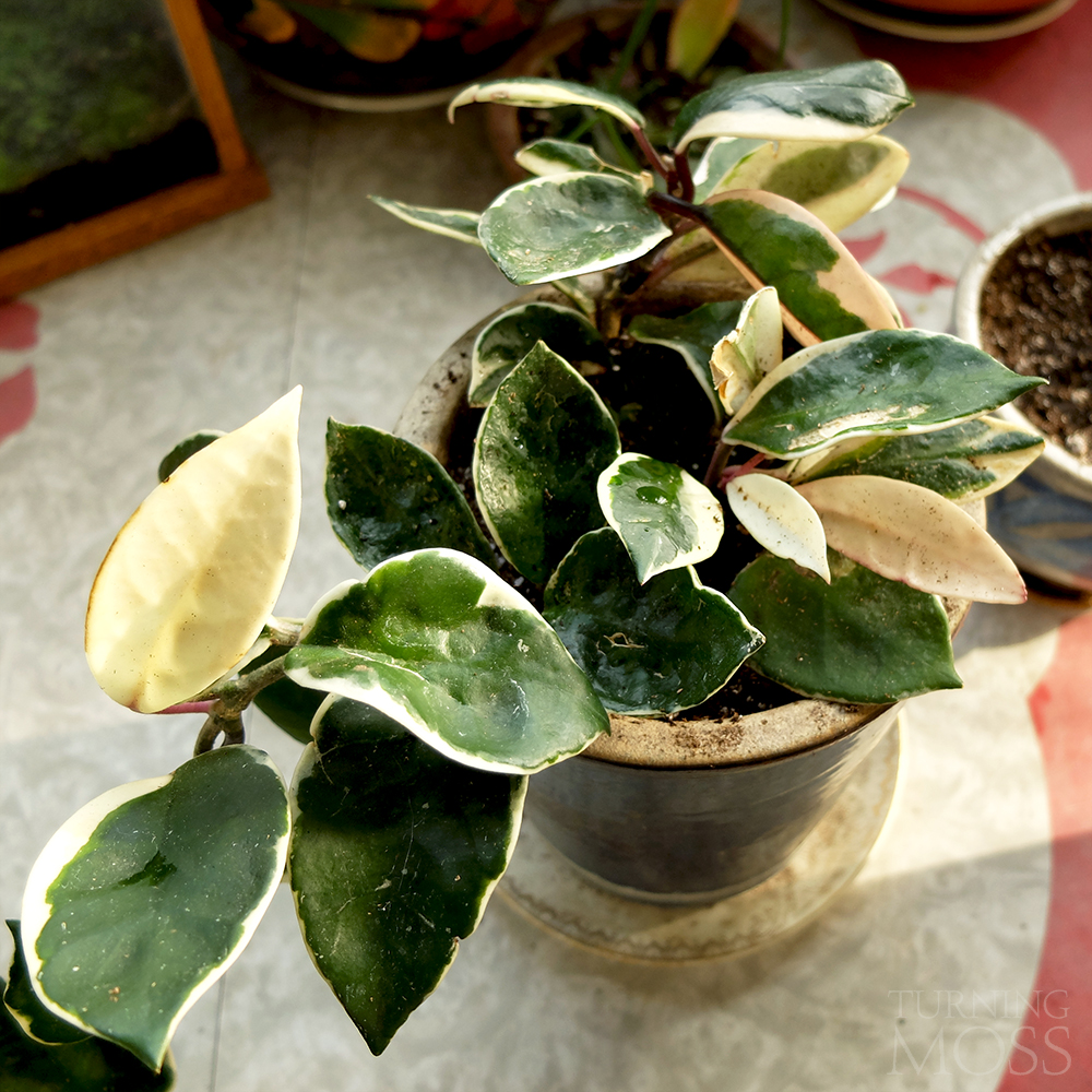 Hoya carnosa variegata - Waxy vine houseplant 