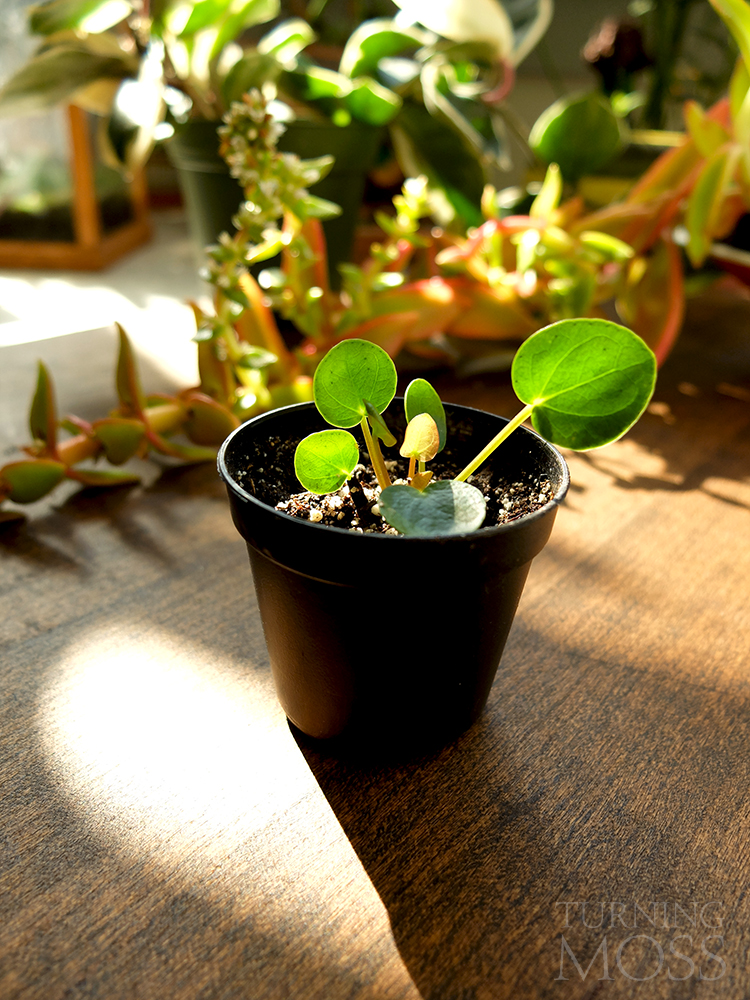 Pilea peperomioides - Chinese Money Plant sprout