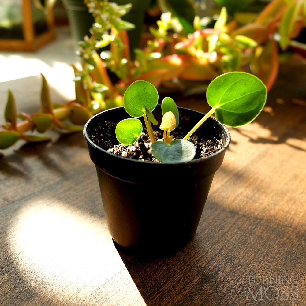 Pilea peperomioides - Chinese Money Plant sprout