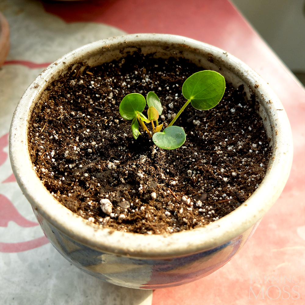 Pilea peperomioides - Chinese Money Plant sprout