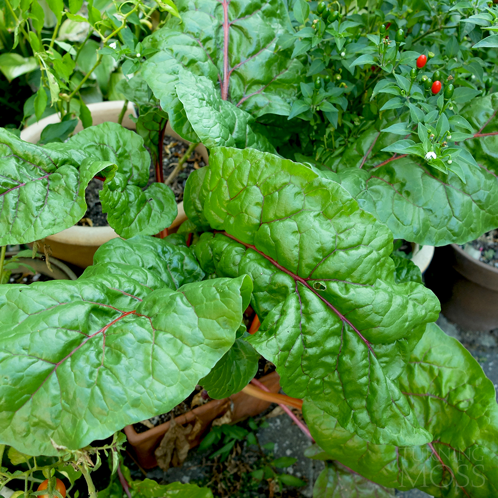 Rainbow Chard - potted garden - backyard garden - end of season