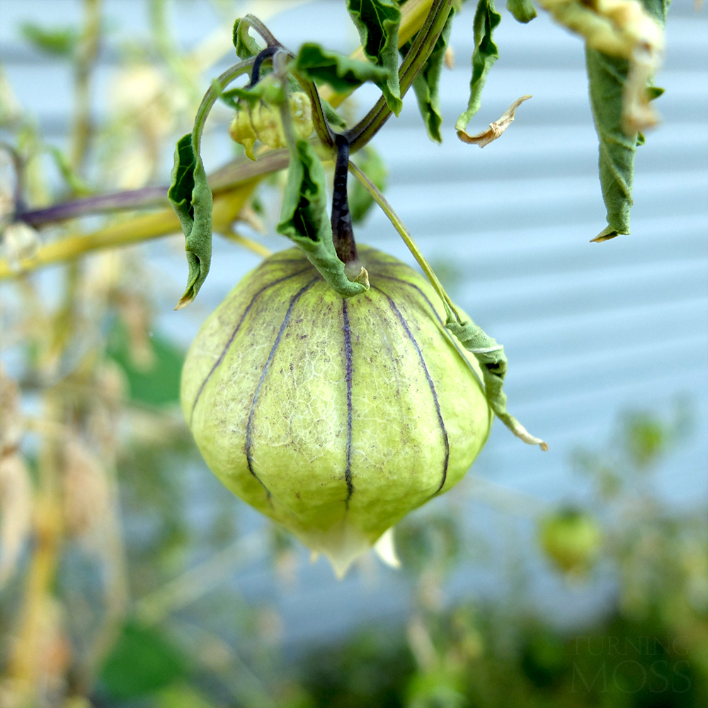 Tomatillo drying out - potted garden - backyard garden - end of season