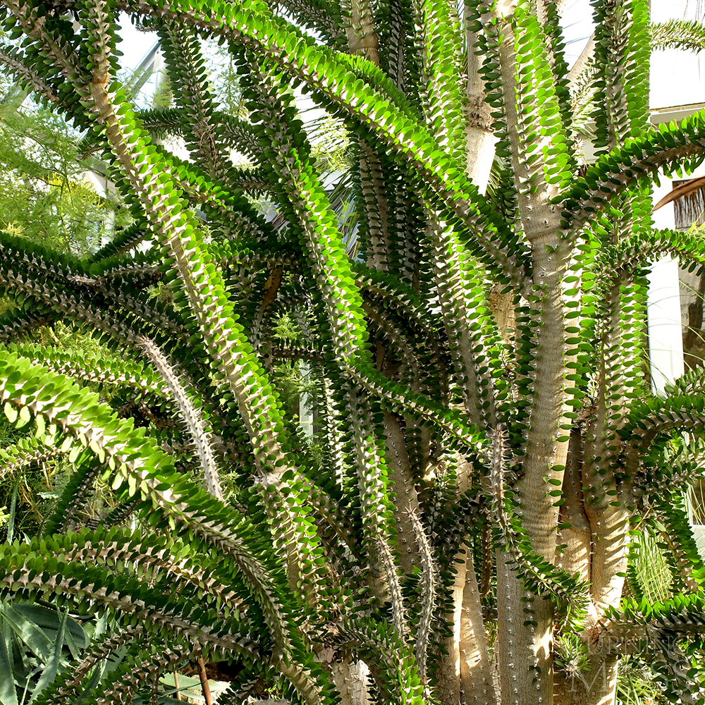 Chicago Botanic Gardens - Alluaudia procera - Succulent