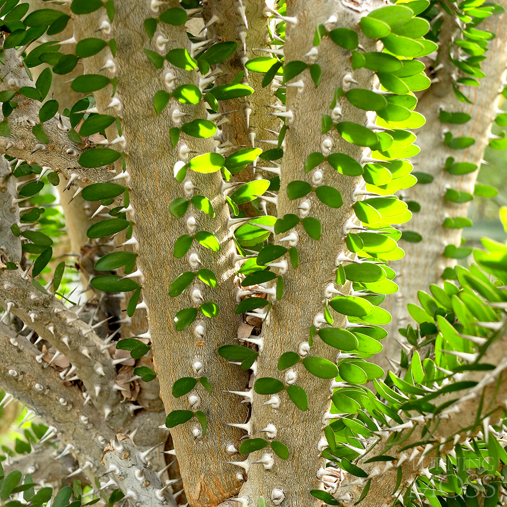 Chicago Botanic Gardens - Alluaudia procera - Succulent