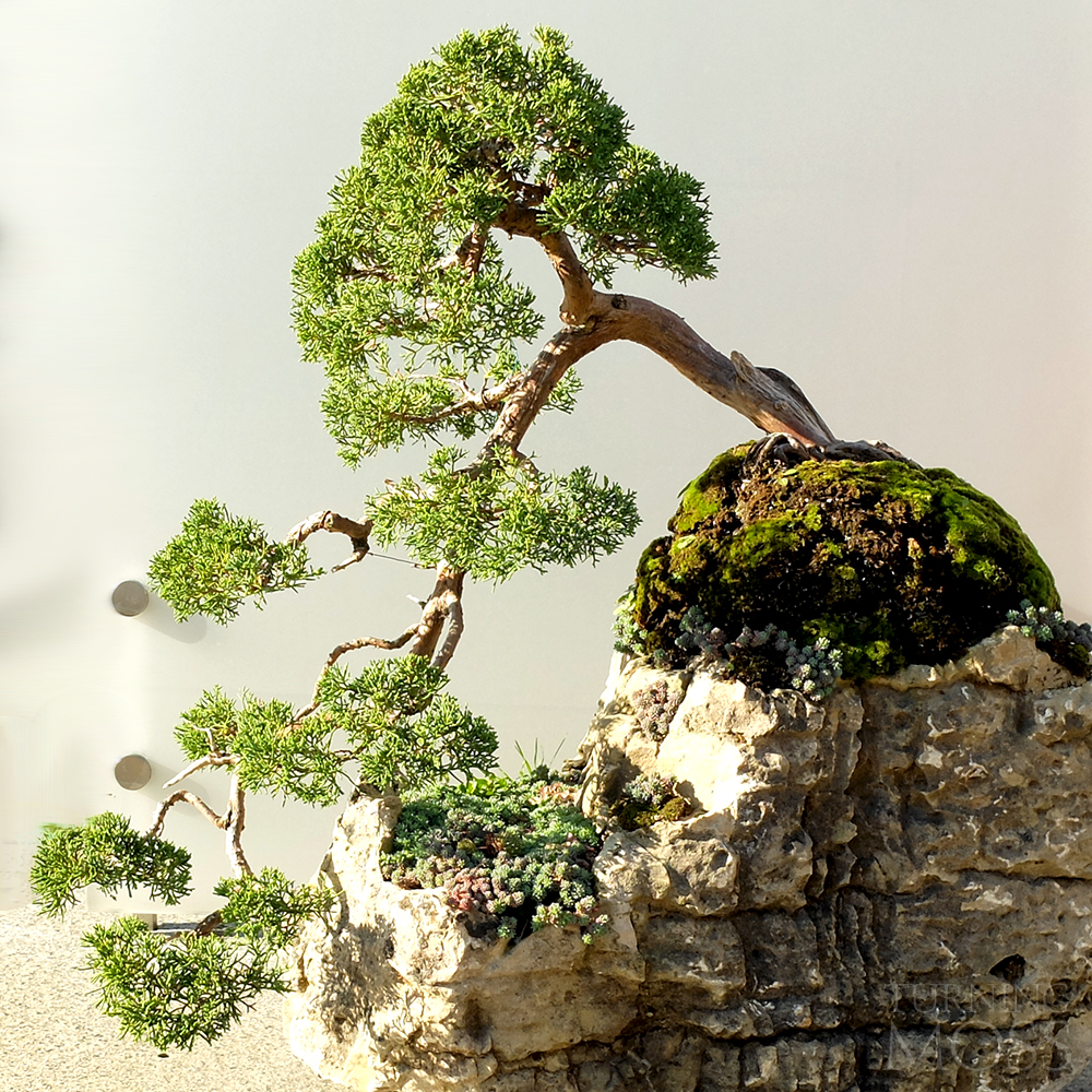 Chicago Botanic Garden - Bonsai Tree Garden