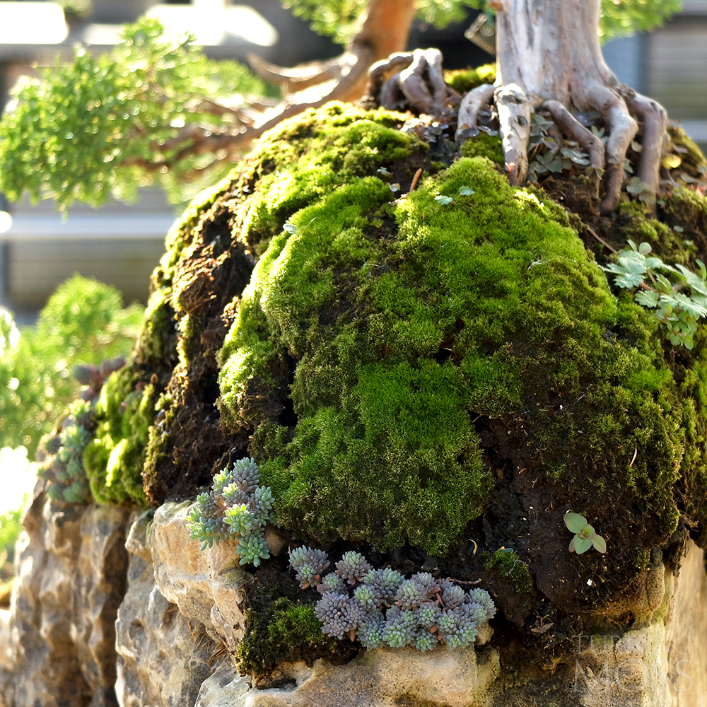 Chicago Botanic Garden - Bonsai Tree Garden