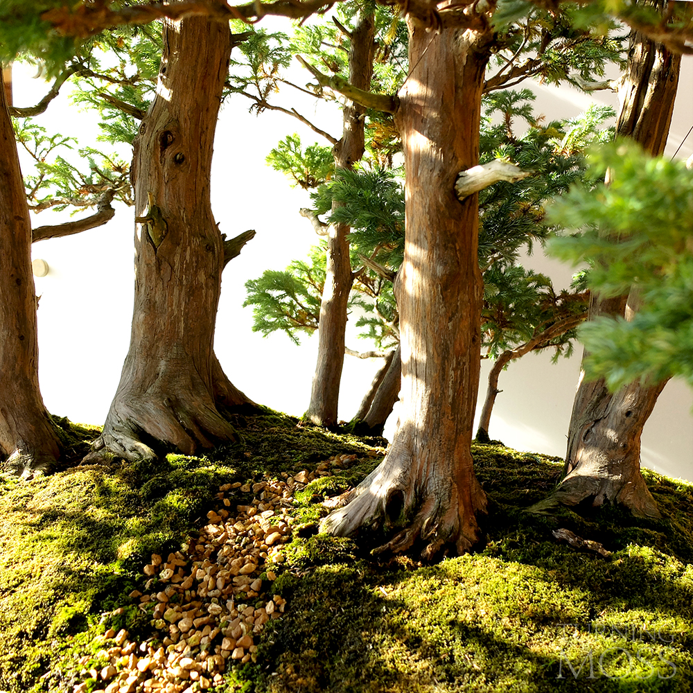 Chicago Botanic Garden - Bonsai Tree Forest