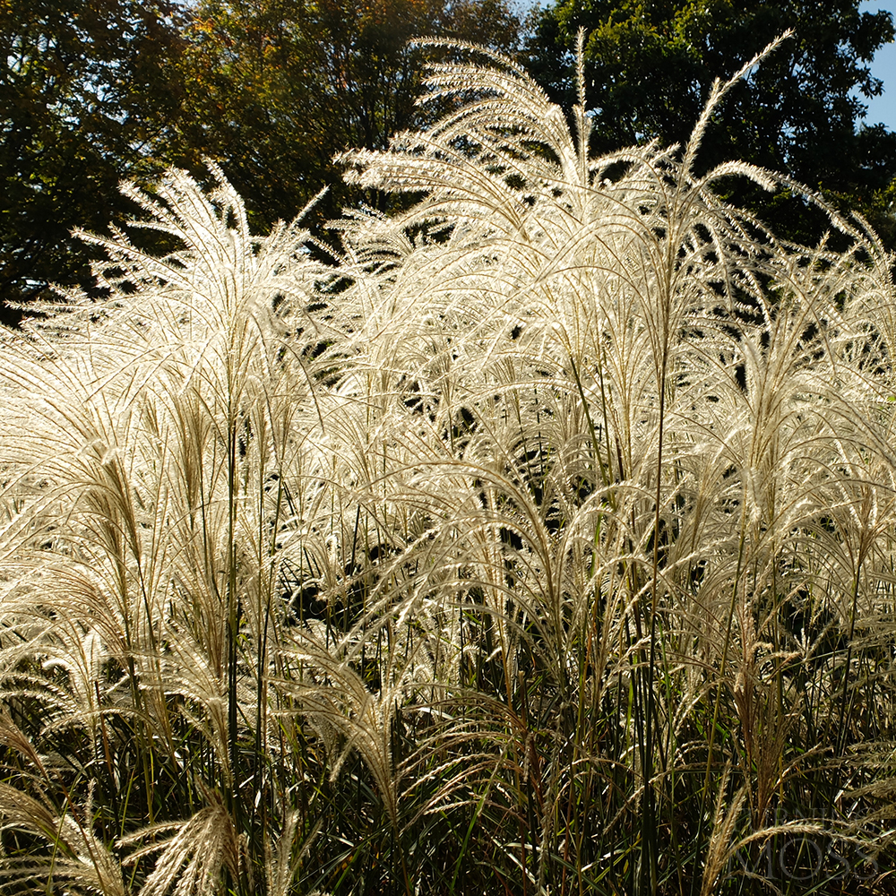 Chicago Botanic Gardens -Graziella maiden grass