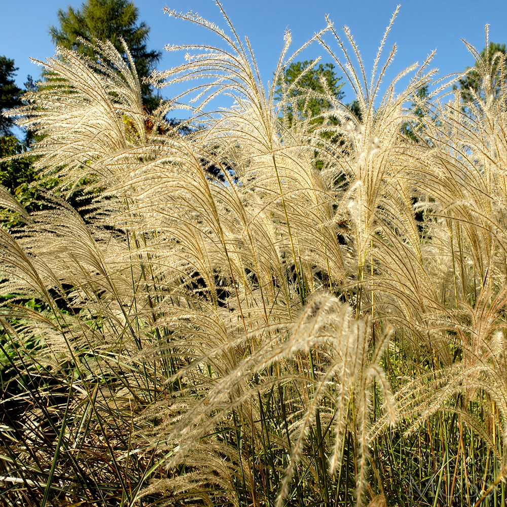 Chicago Botanic Gardens -Graziella maiden grass