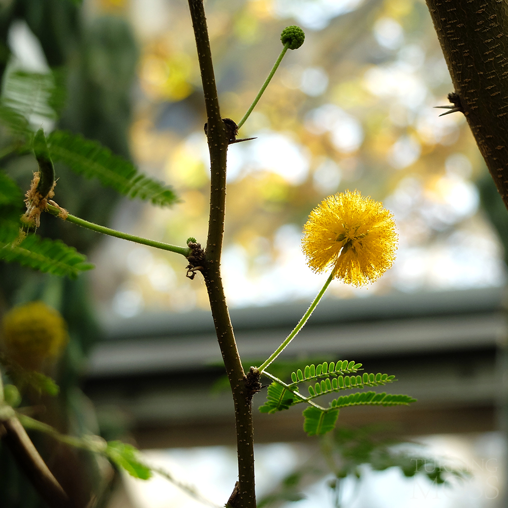 Chicago Botanic Gardens - Acacia Tree- huisache acacia