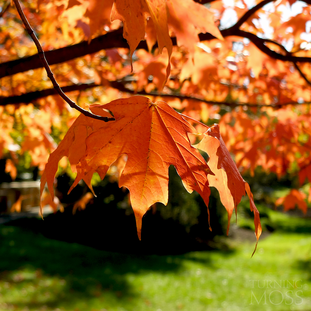 Chicago Botanic Gardens - Maple Tree - Komorebi - Fall Colors