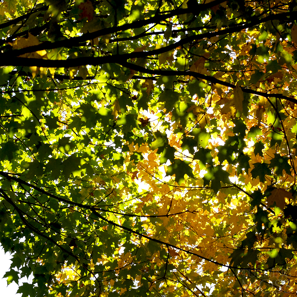 Chicago Botanic Gardens - Maple Tree - Komorebi - changing colors