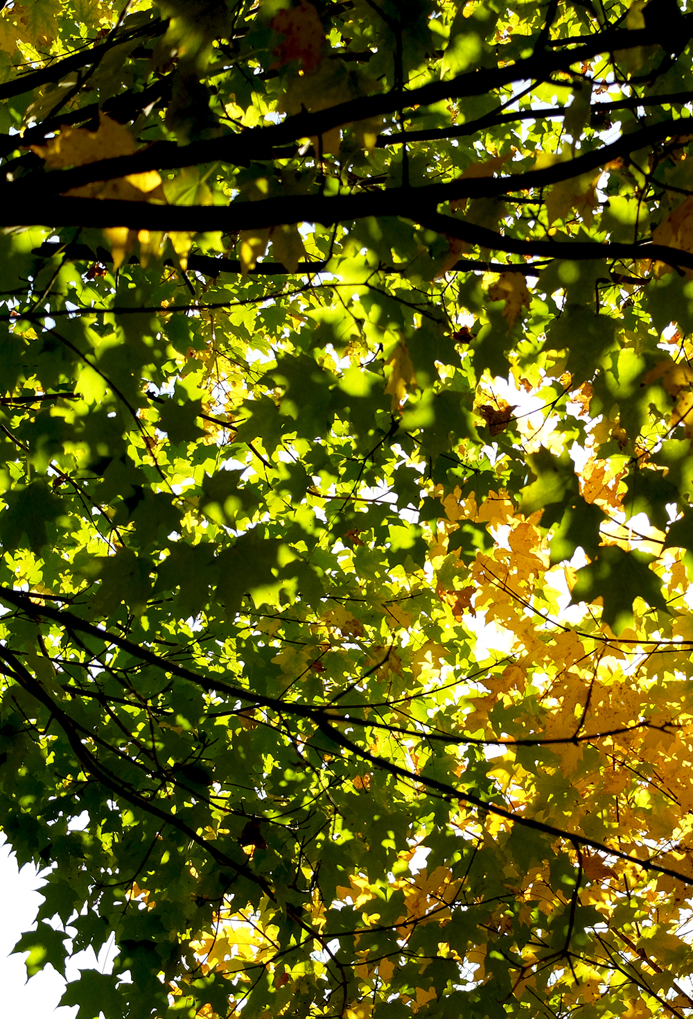 Chicago Botanic Gardens - Maple Tree - Komorebi - changing colors