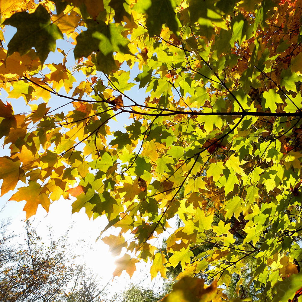 Chicago Botanic Gardens - Maple Tree - Komorebi - changing colors