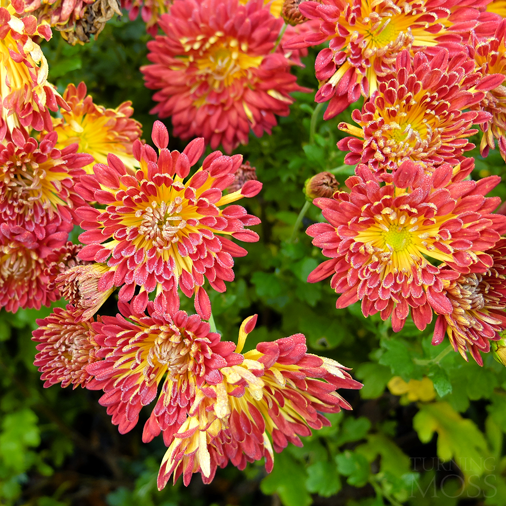 Chicago Botanic Gardens - Matchstick quilled mums