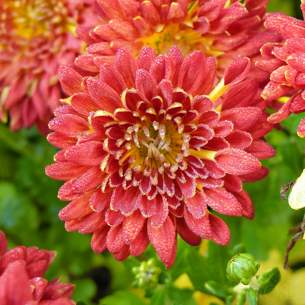 Chicago Botanic Gardens - Matchstick quilled mums