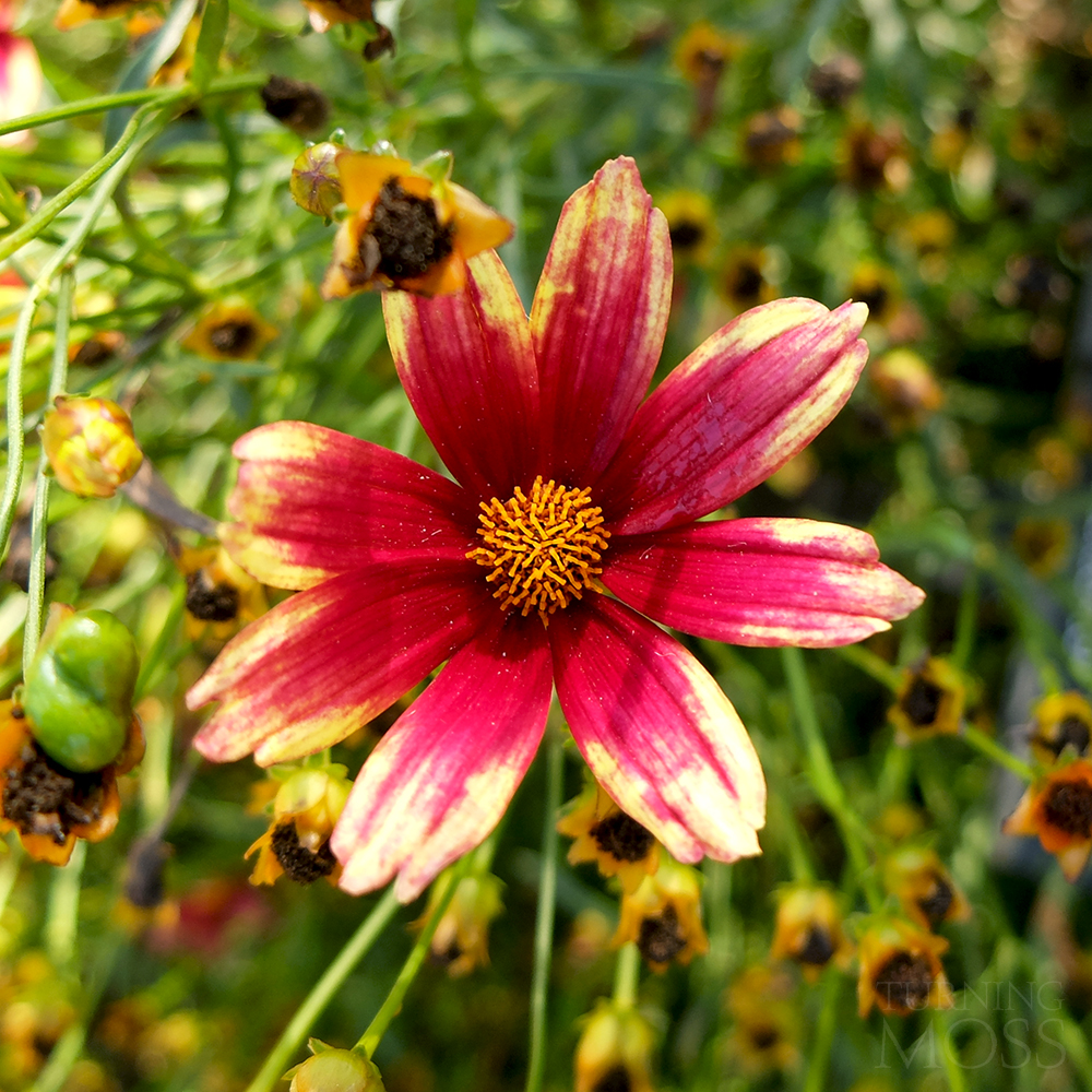 Chicago Botanic Gardens - Red chiffon tickseed