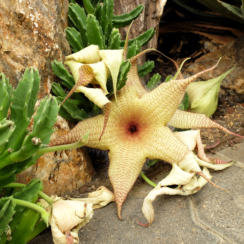 Chicago Botanic Gardens - Stapeia Gigantea - Giant Toad Plant Flower