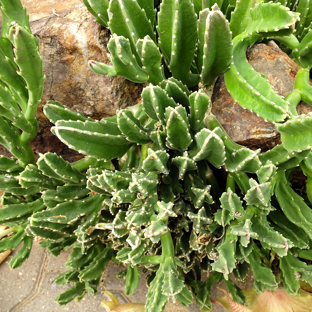 Chicago Botanic Gardens - Stapeia Gigantea - Giant Toad Plant