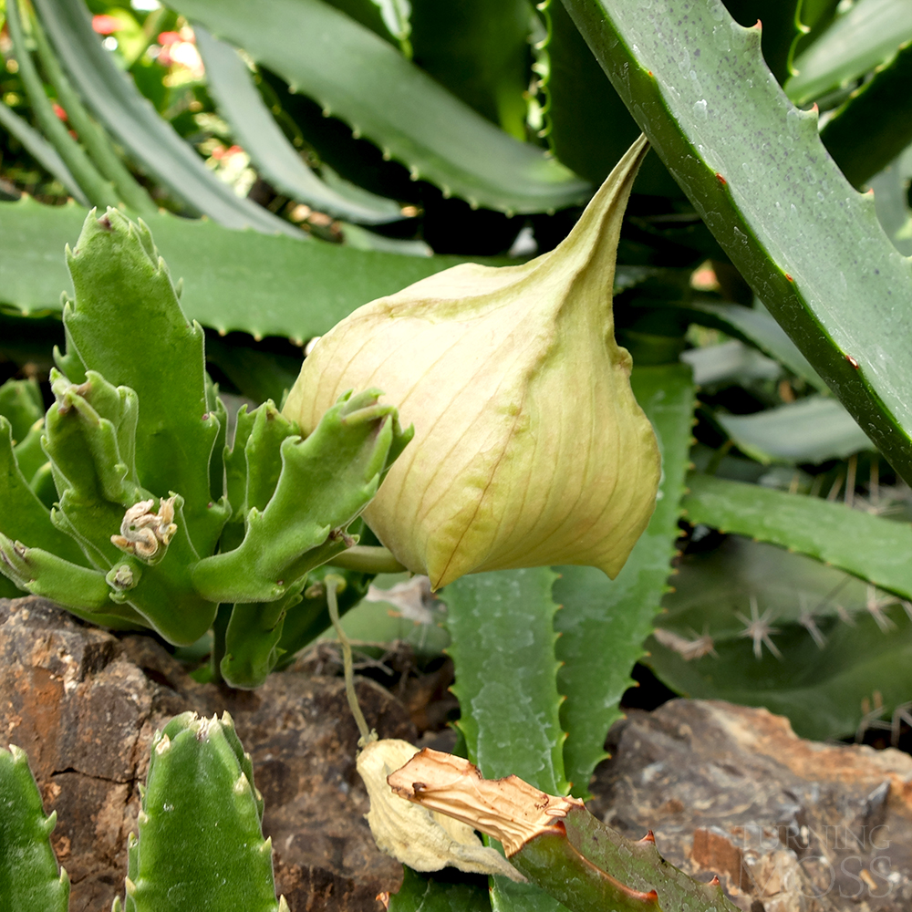 Chicago Botanic Gardens - Stapeia Gigantea - Giant Toad Plant Flower