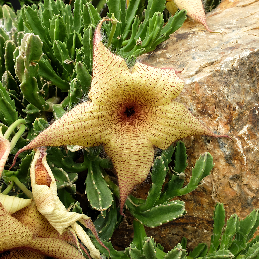 Chicago Botanic Gardens - Stapeia Gigantea - Giant Toad Plant Flower