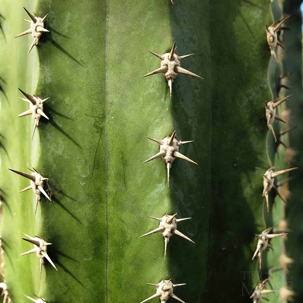 Chicago Botanic Gardens - Sun Cactus thorns