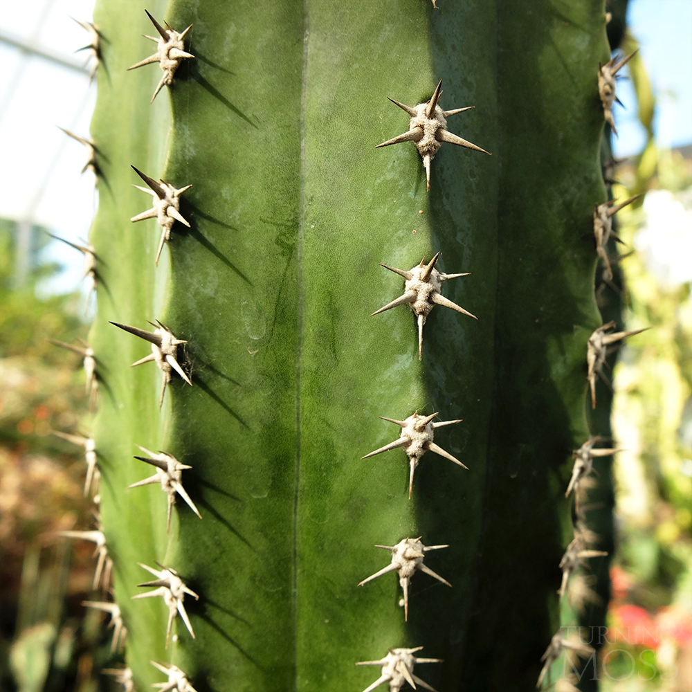 Chicago Botanic Gardens - Sun Cactus thorns